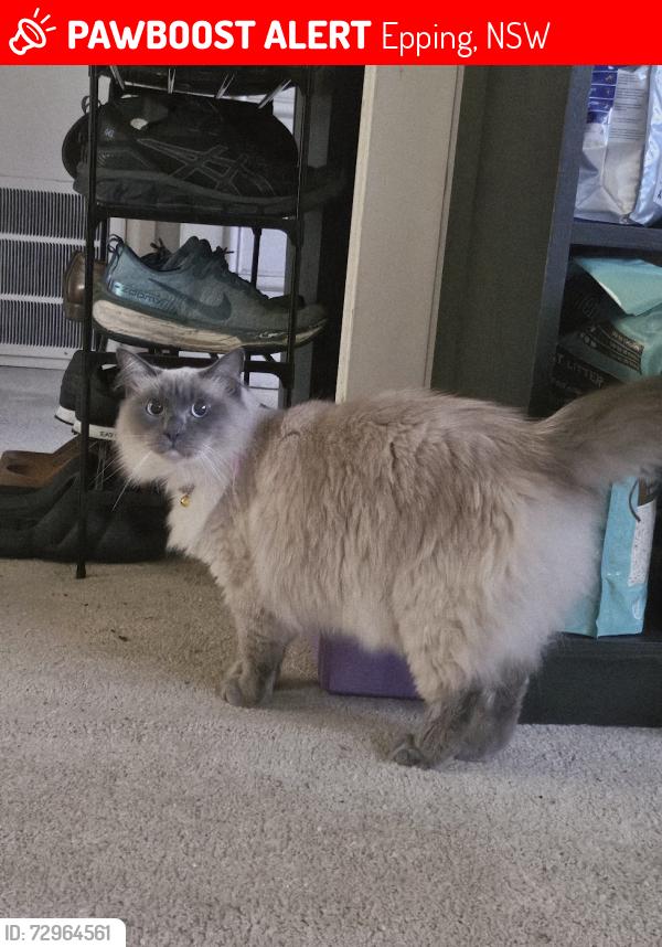 Lost Female Cat last seen Epping Road, Epping, NSW 2121