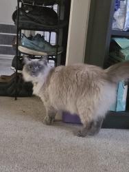 Lost Female Cat last seen Epping Road, Epping, NSW 2121