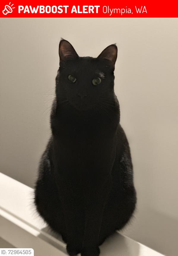 Lost Female Cat last seen 25th Ct SE , Olympia, WA 98503