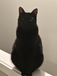 Lost Female Cat last seen 25th Ct SE , Olympia, WA 98503