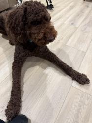 Reunited Male Dog last seen Ruston , Tacoma, WA 98407