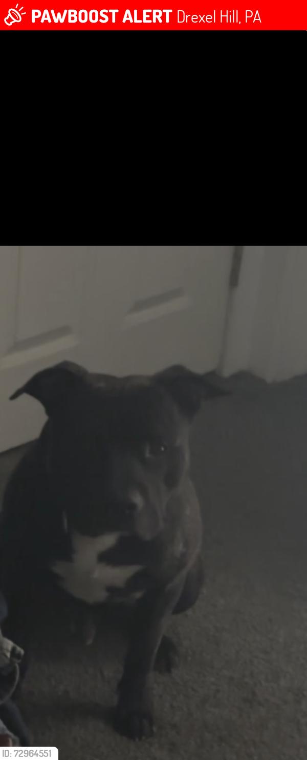 Lost Male Dog last seen Drexeline event center, Drexel Hill, PA 19026