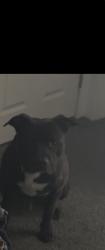 Lost Male Dog last seen Drexeline event center, Drexel Hill, PA 19026