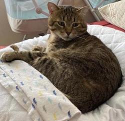 Lost Male Cat last seen Near bear ridge road, Orinda, CA 94563