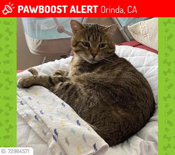 Lost Male Cat last seen Near bear ridge road, Orinda, CA 94563
