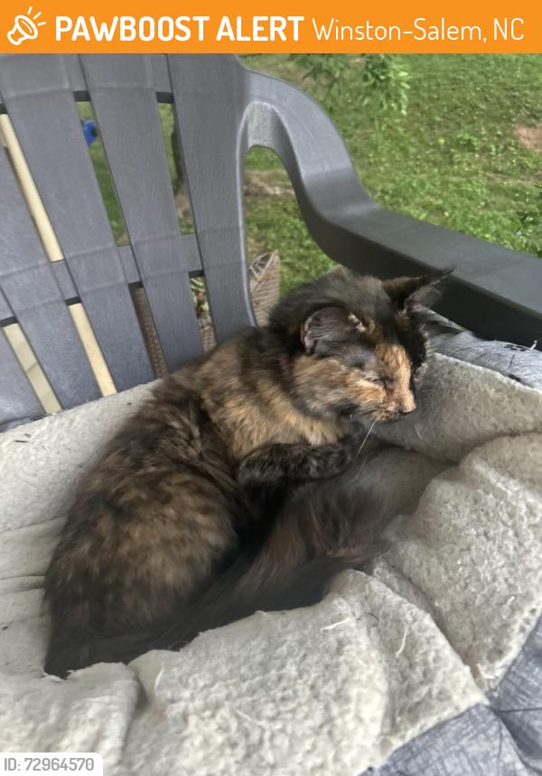 Found/Stray Female Cat last seen Ralee Road, Winston-Salem, NC 27127