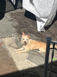 Lost Female Dog last seen Hoover, Los Angeles, CA 90006