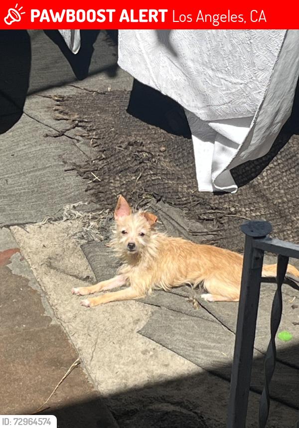 Lost Female Dog last seen Hoover, Los Angeles, CA 90006