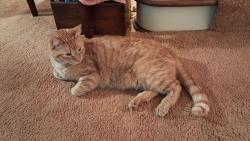 Reunited Male Cat last seen Biltmore Dr near Cooper Rd, just north of Irondequoit High School, Irondequoit, NY 14617