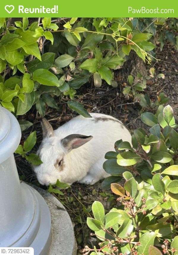 Reunited Unknown Rabbit last seen San Tomas and Moorpark , San Jose, CA 95117