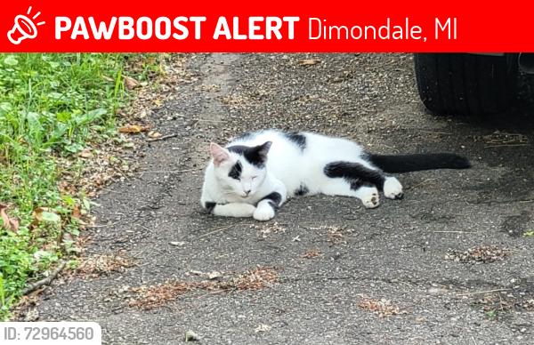 Lost Male Cat last seen Bishop, Dimondale, MI 48821