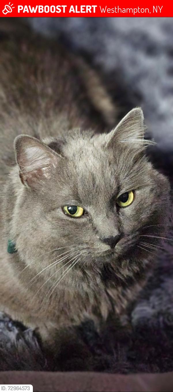 Lost Male Cat last seen Speonk post office , Westhampton, NY 11977