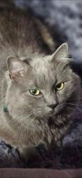 Lost Male Cat last seen Speonk post office , Westhampton, NY 11977