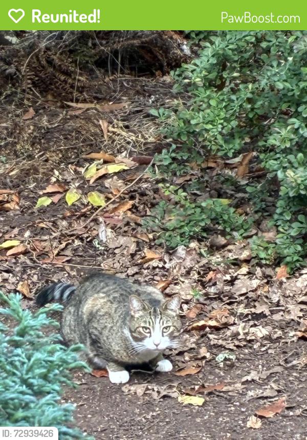 Reunited Male Cat last seen 23rd and Cleveland , Eugene, OR 97405