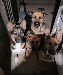 Lost Male Dog last seen Valerio/Runnymede st, Los Angeles, CA 91335