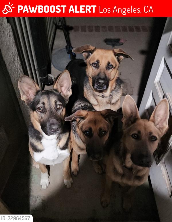 Lost Male Dog last seen Valerio/Runnymede st, Los Angeles, CA 91335