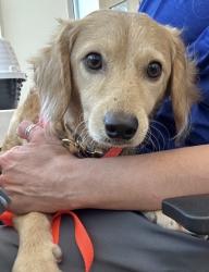 Found/Stray Male Dog last seen Near Woodglen Dr, Richardson, TX 75082