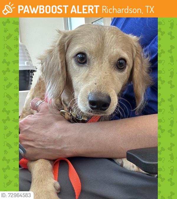 Found/Stray Male Dog last seen Near Woodglen Dr, Richardson, TX 75082