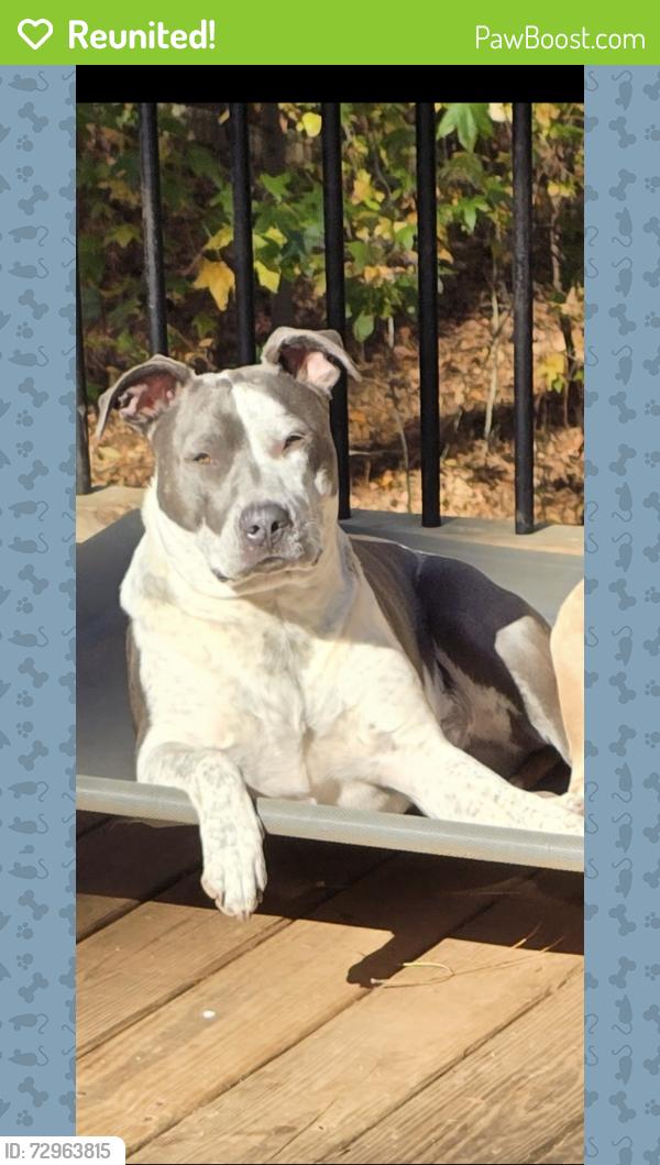 Reunited Female Dog last seen Victoria Rd by lake Allatoona , Woodstock, GA 30189