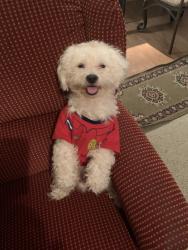Lost Male Dog last seen Sunny creek by the stop sign, Houston, TX 77066