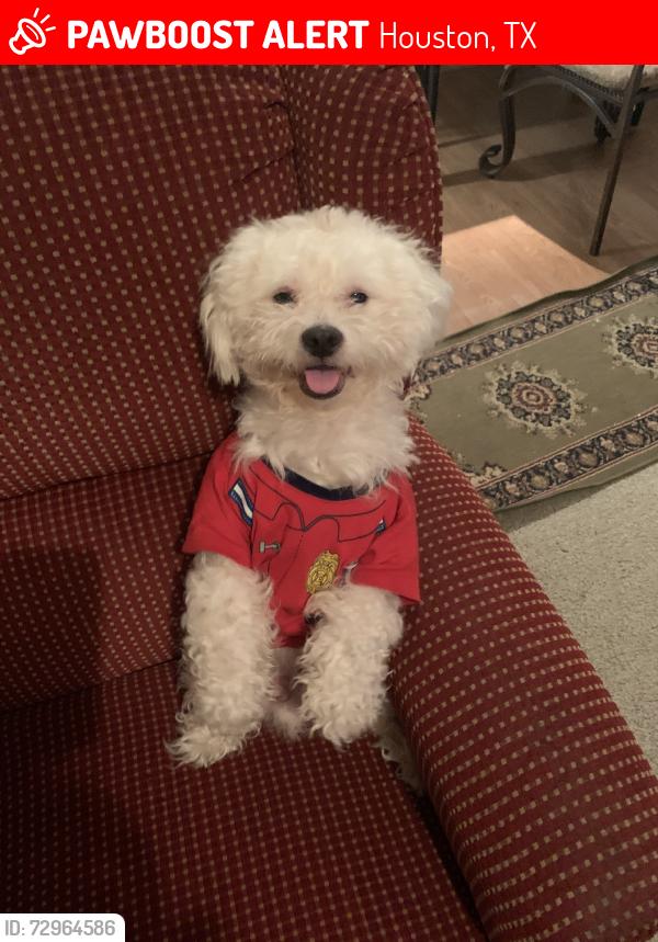 Deceased Male Dog last seen Sunny Creek Dr, Houston, TX 77066, USA, Houston, TX 77066