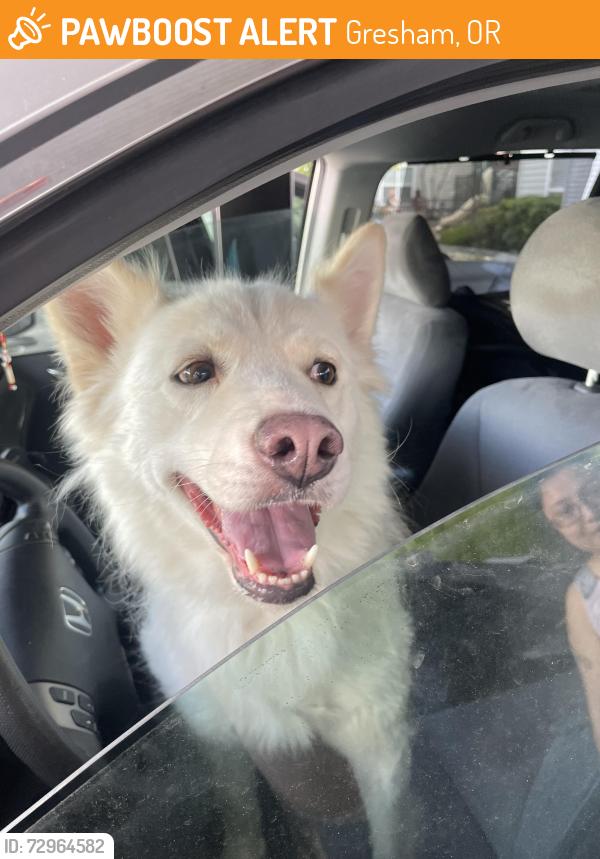 Found/Stray Female Dog last seen Burnside and 202nd, Gresham, OR 97030