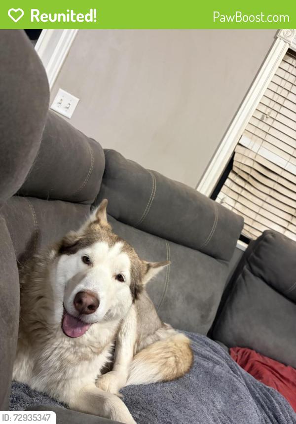 Reunited Female Dog last seen Near south 600 west Payson Utah, Payson, UT 84651