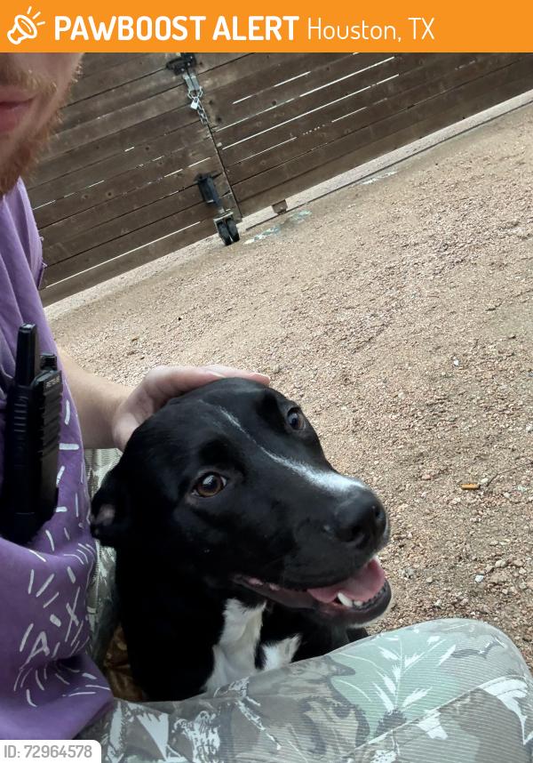 Found/Stray Female Dog last seen Axelrad, Houston, TX 77004