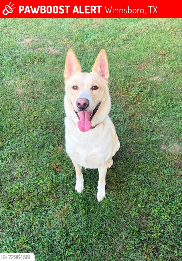 Lost Male Dog last seen FM 2088 WINNSBORO, Texas 75494, Winnsboro, TX 75494