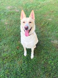 Lost Male Dog last seen FM 2088 WINNSBORO, Texas 75494, Winnsboro, TX 75494