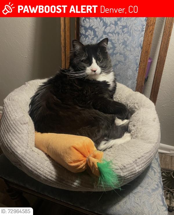 Lost Male Cat last seen 26th and Eaton, Denver, CO 80214