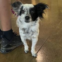 Shelter Stray Female Dog last seen , Palm Springs, CA 92264