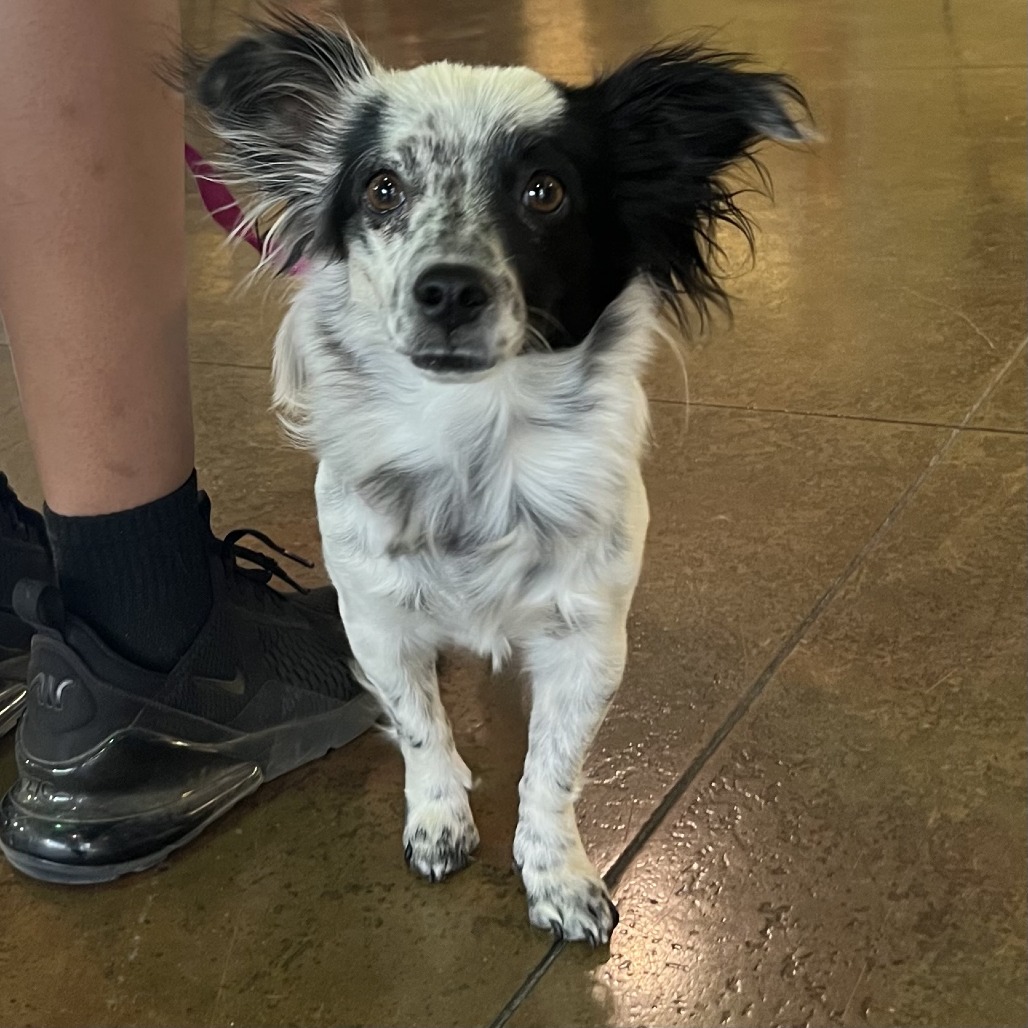 Shelter Stray Female Dog last seen , Palm Springs, CA 92264