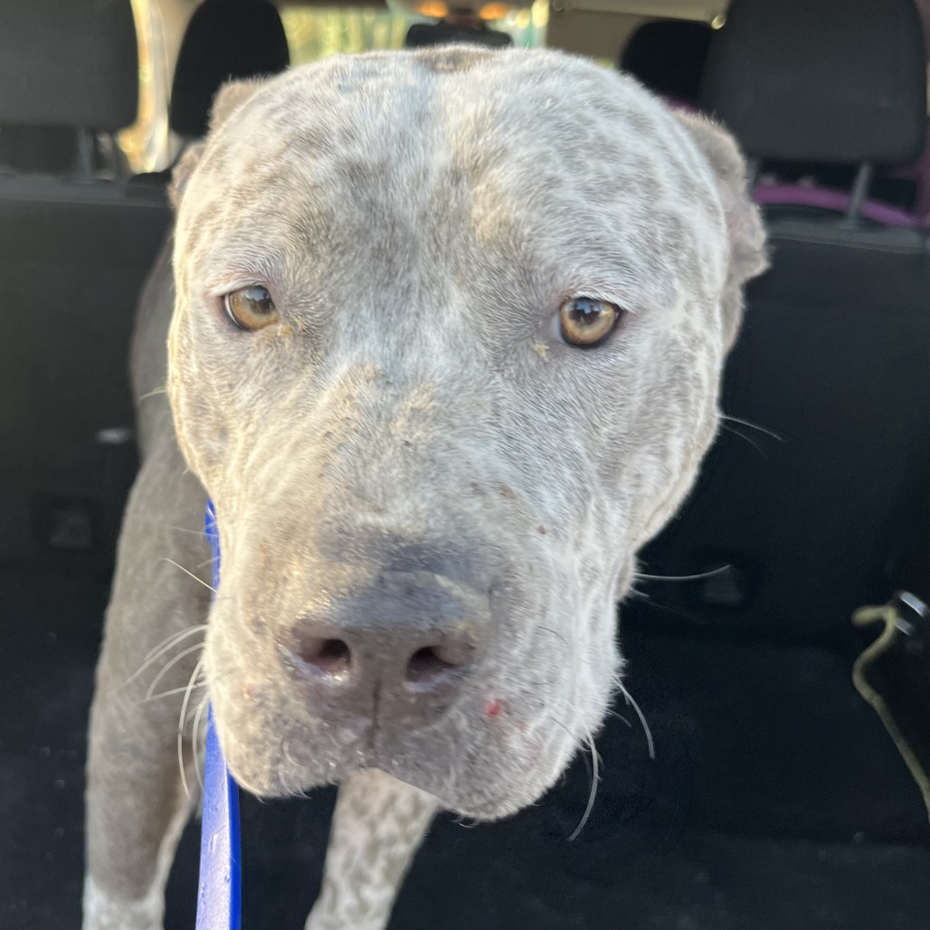 Shelter Stray Female Dog last seen , Palm Springs, CA 92264
