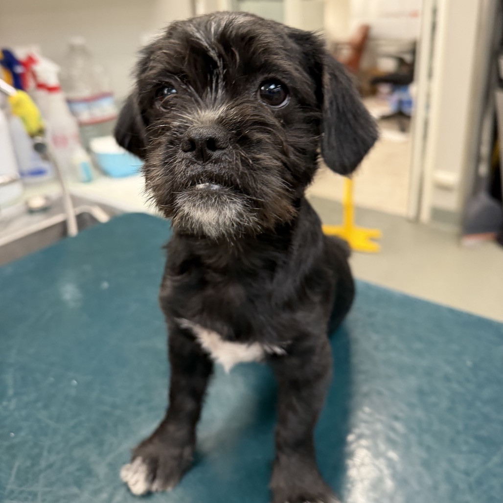 Shelter Stray Female Dog last seen , Westminster, CA 92683