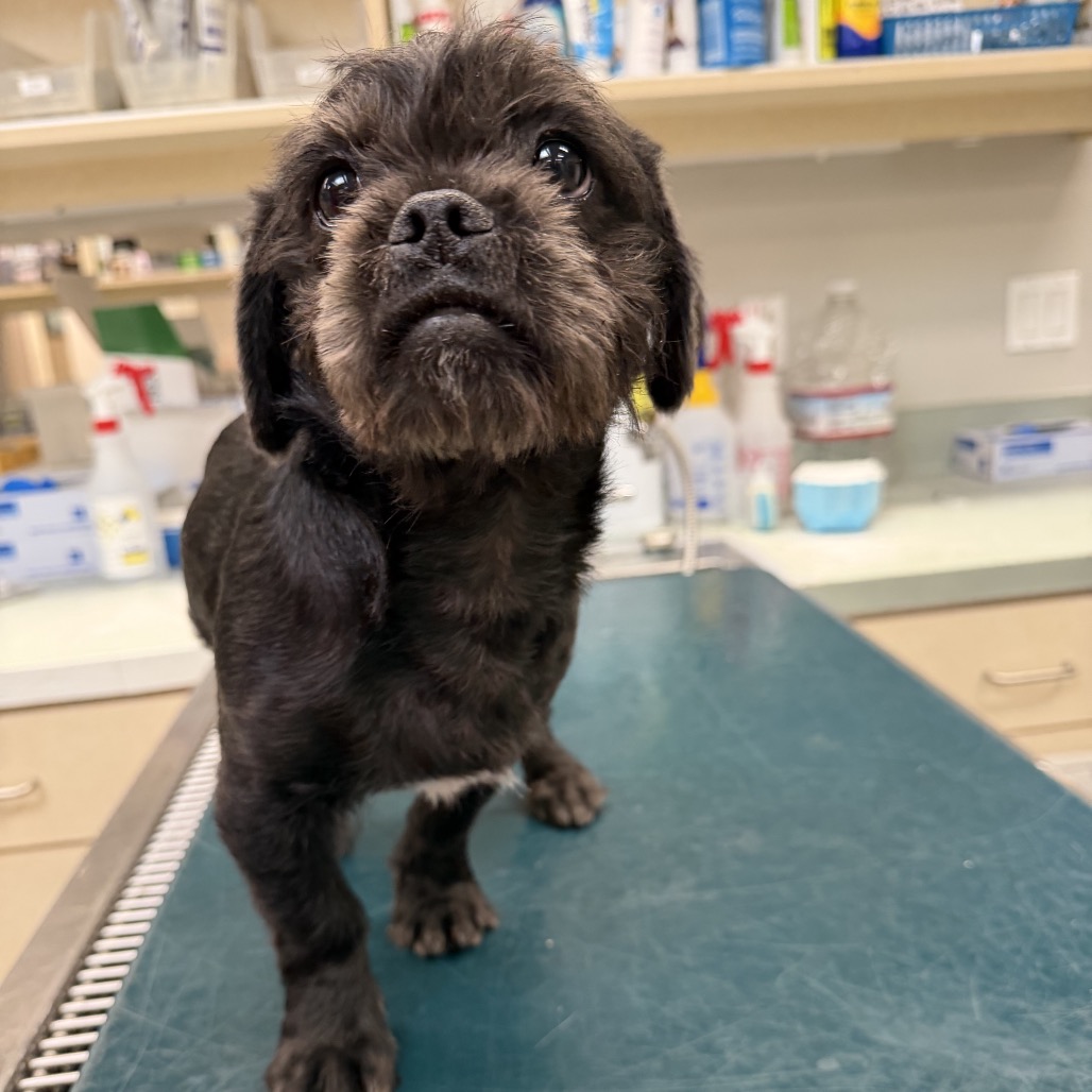 Shelter Stray Male Dog last seen , Westminster, CA 92683