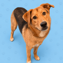 Shelter Stray Male Dog last seen , Memphis, TN 38133