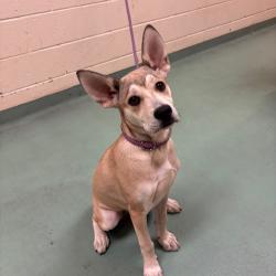 Shelter Stray Female Dog last seen , Memphis, TN 38133