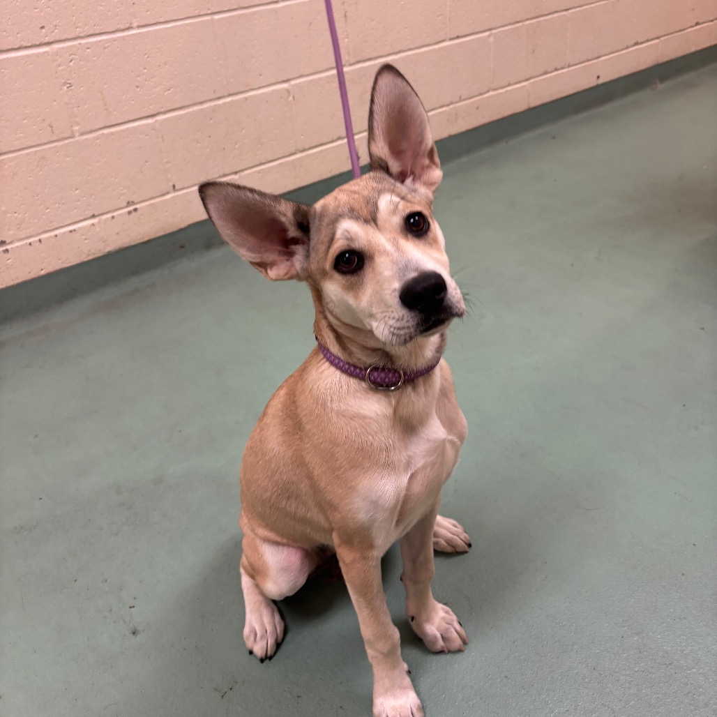 Shelter Stray Female Dog last seen , Memphis, TN 38133