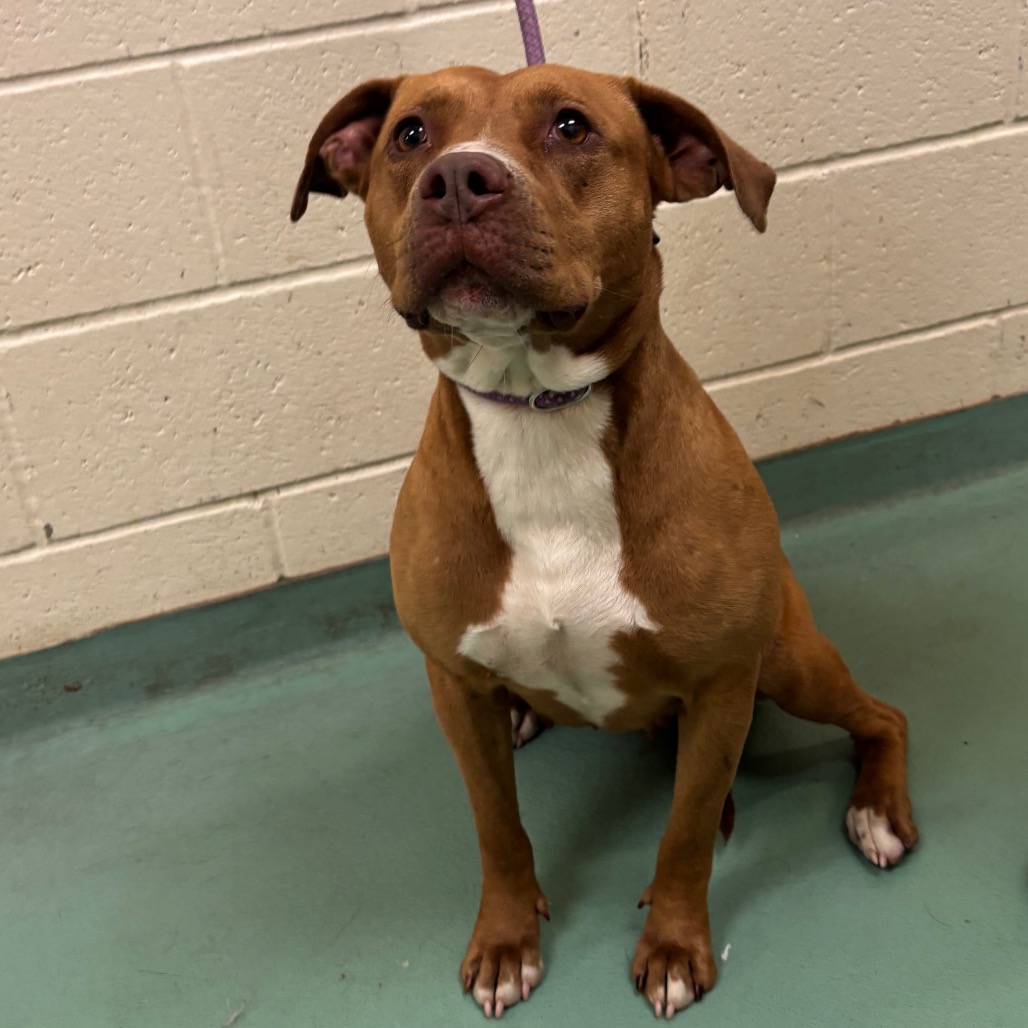 Shelter Stray Female Dog last seen , Memphis, TN 38133