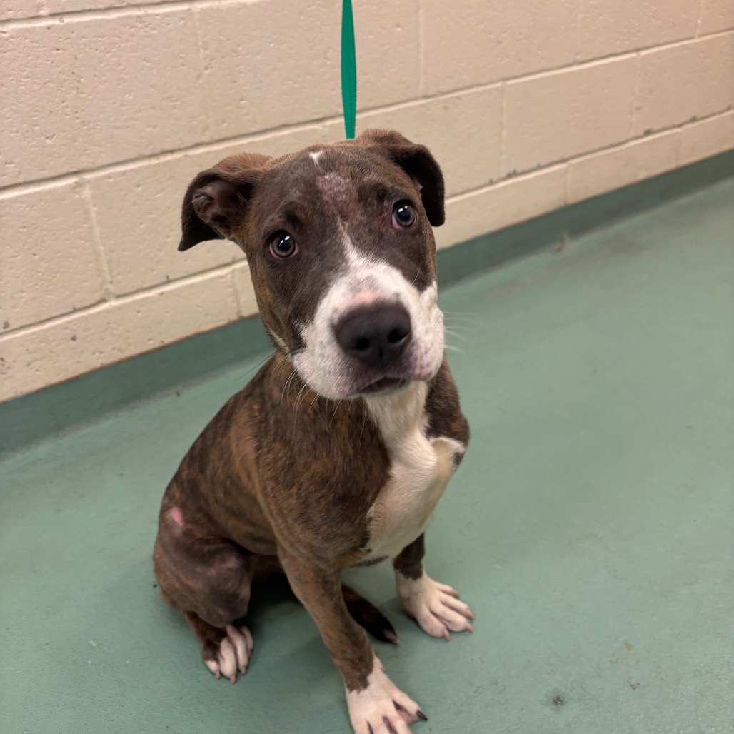 Shelter Stray Male Dog last seen , Memphis, TN 38133