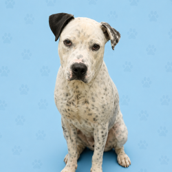 Shelter Stray Male Dog last seen , Memphis, TN 38133