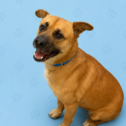 Shelter Stray Male Dog last seen , Memphis, TN 38133