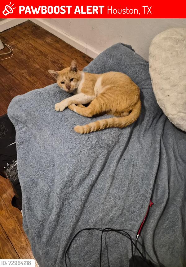 Lost Male Cat last seen 23rd and Columbia St, Houston, TX 77008
