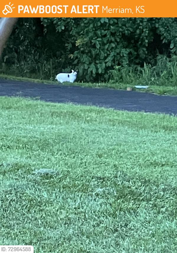 Found/Stray Unknown Cat last seen 71st and Switzer , Merriam, KS 66203