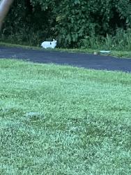 Found/Stray Unknown Cat last seen 71st and Switzer , Merriam, KS 66203