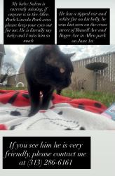 Lost Male Cat last seen Russell ave and Rodger ave , Allen Park, MI 48101