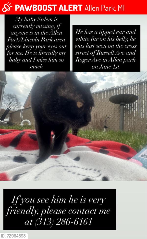 Lost Male Cat last seen Russell ave and Rodger ave , Allen Park, MI 48101