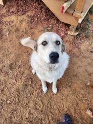 Lost Female Dog last seen Loop 49, Lindale, TX 75771