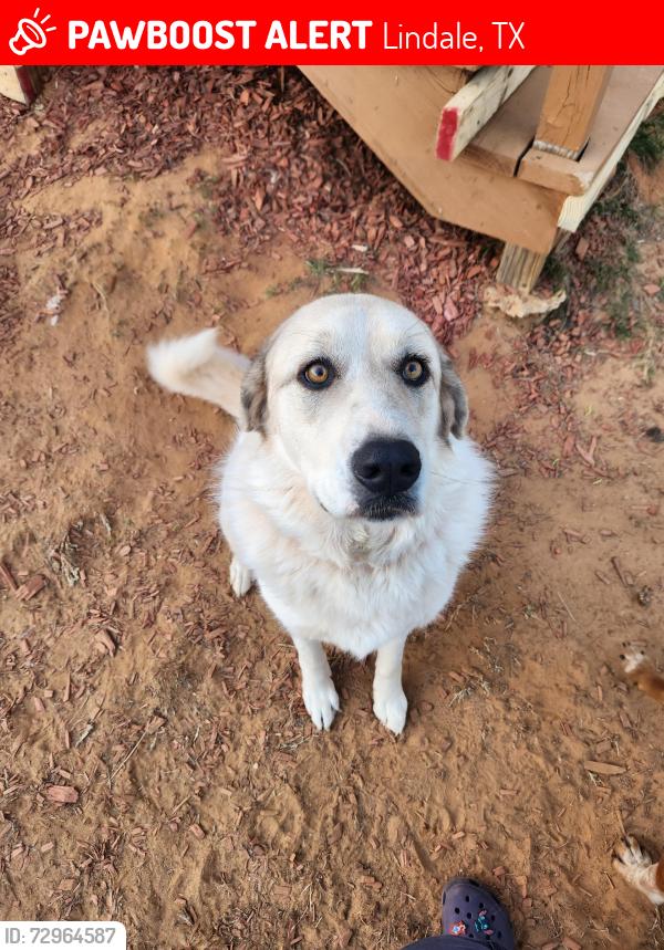 Lost Female Dog last seen Loop 49, Lindale, TX 75771